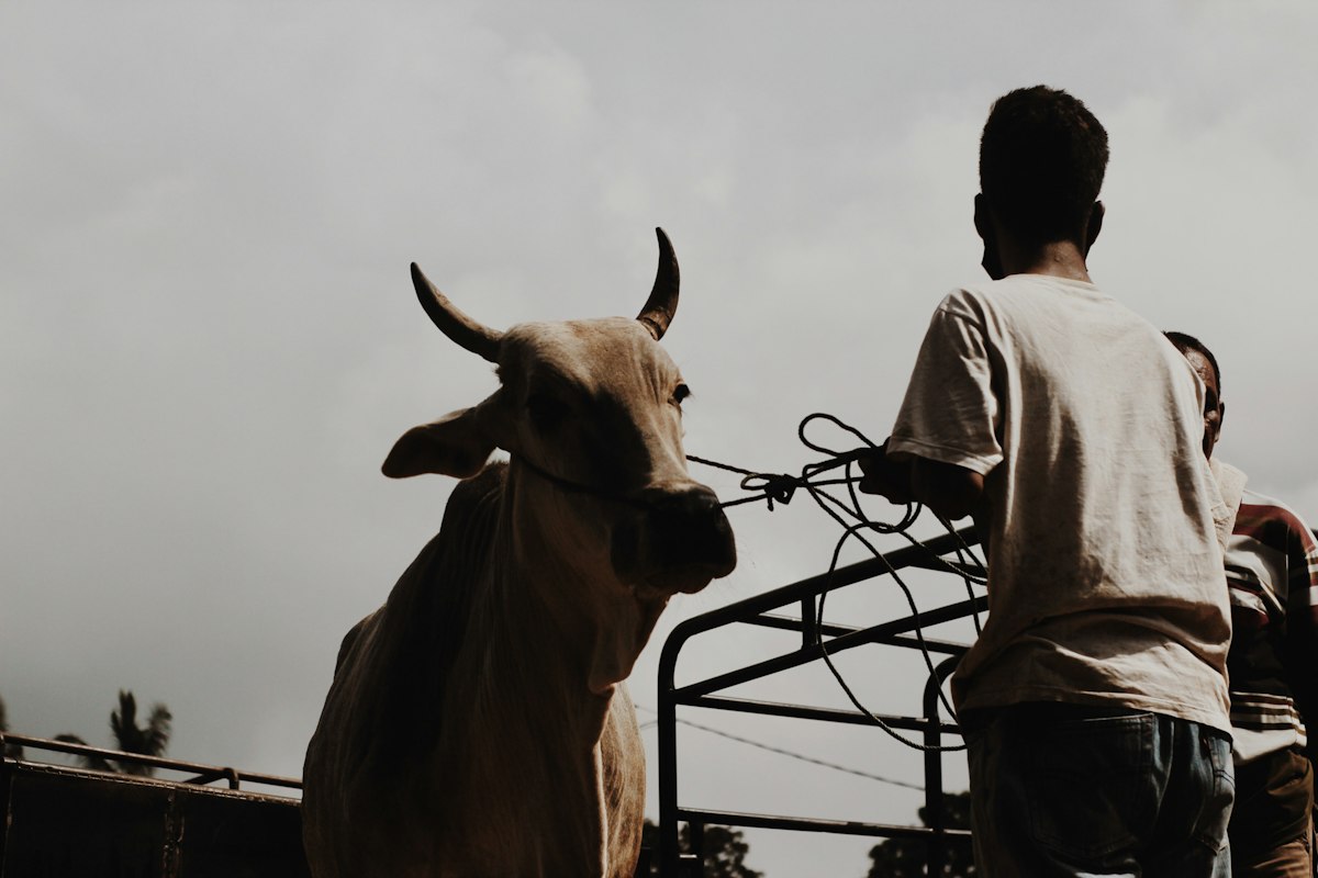 Kandang sapi