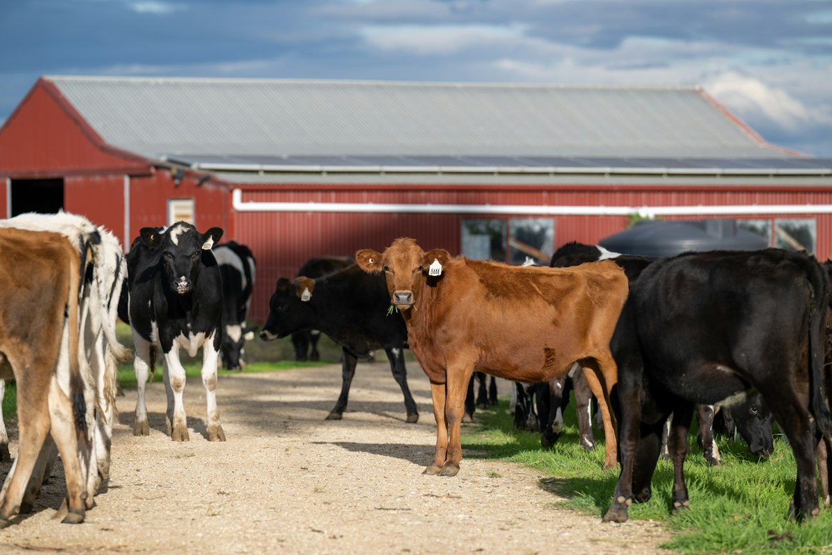 Sapi di area kandang