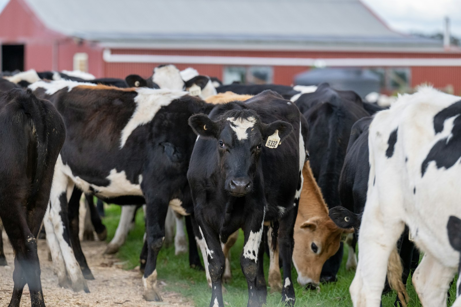 Fakta Unik: Sapi Bisa Punya Sahabat Dekat
