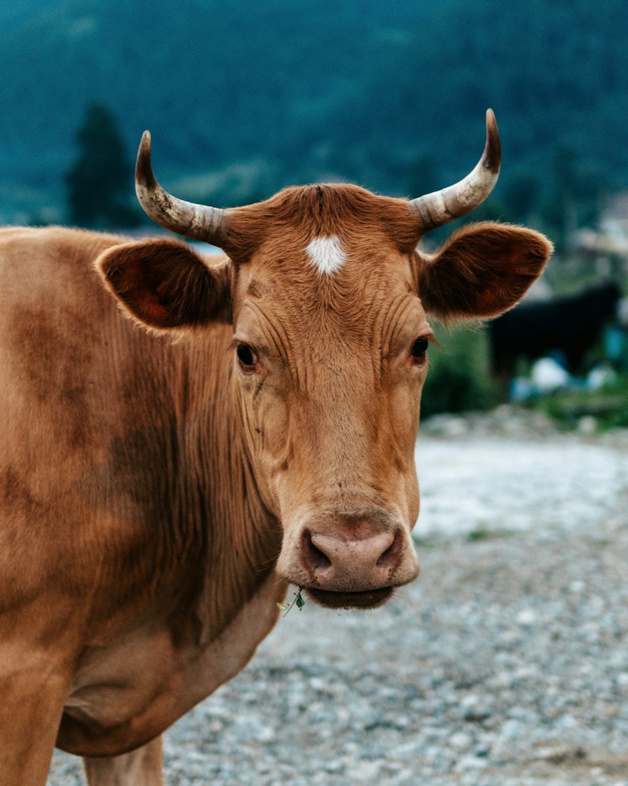 Mengenal Sapi Limousin, Simmental, dan Bali