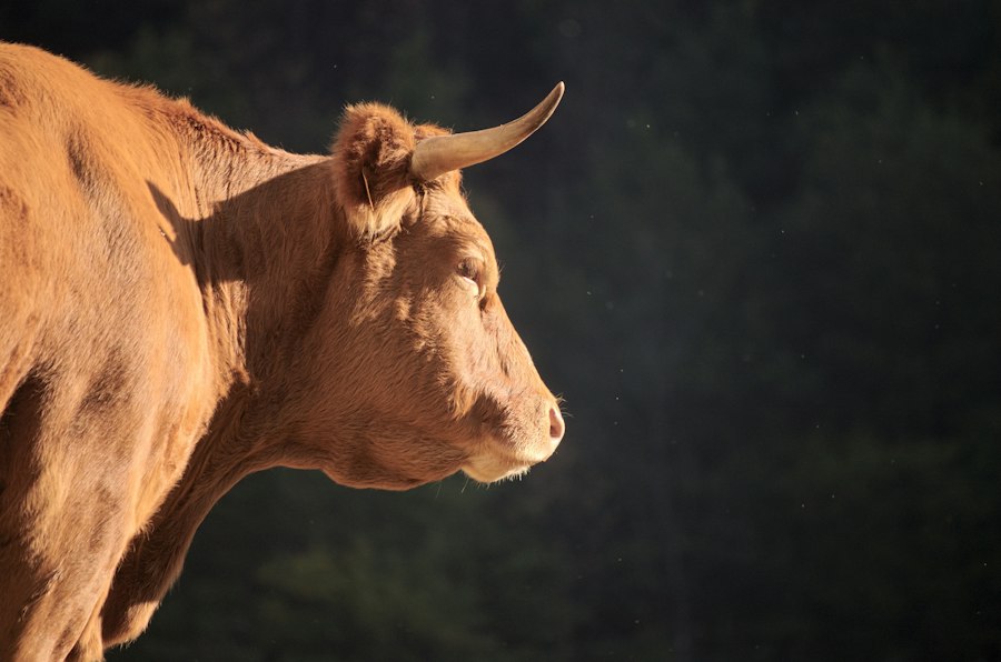 Limousin LM-04