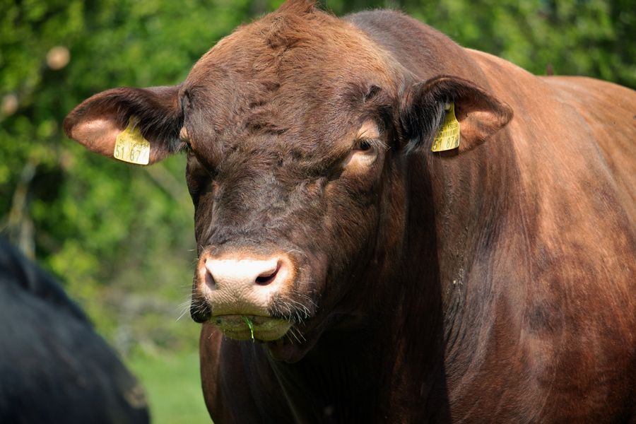 Simmental SM-05